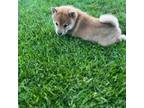 Shiba Inu Puppy for sale in Boswell, IN, USA