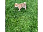 Shiba Inu Puppy for sale in Boswell, IN, USA