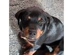 Rottweiler Puppy for sale in Pleasanton, TX, USA