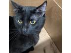 Adopt Boy boy a Domestic Short Hair