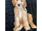Goldendoodle Puppy for sale in Ontario, CA, USA