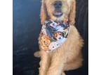 Goldendoodle Puppy for sale in Ontario, CA, USA