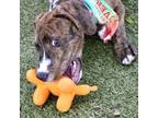 Adopt Trooper a Mixed Breed