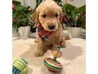 Golden Retriever Puppy for sale in Waxhaw, NC, USA