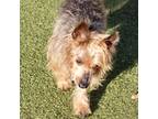 Adopt Major a Yorkshire Terrier