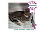 Adopt Reggie a Domestic Short Hair