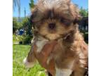 Shih Tzu Puppy for sale in Santa Paula, CA, USA