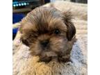 Shih Tzu Puppy for sale in Santa Paula, CA, USA