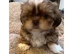 Shih Tzu Puppy for sale in Santa Paula, CA, USA