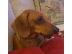 Adopt Bunker a Dachshund