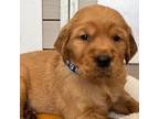 Golden Retriever Puppy for sale in Harker Heights, TX, USA