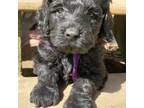 Portuguese Water Dog Puppy for sale in Hillsborough, NH, USA