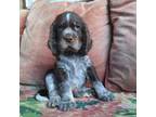 English Springer Spaniel Puppy for sale in Pendleton, SC, USA