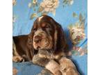 English Springer Spaniel Puppy for sale in Pendleton, SC, USA