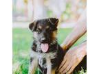 German Shepherd Dog Puppy for sale in Granada Hills, CA, USA