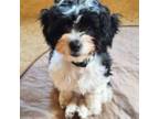 Shih-Poo Puppy for sale in Portland, OR, USA