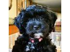 Shih-Poo Puppy for sale in Portland, OR, USA