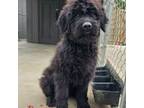 Mutt Puppy for sale in Walnut Ridge, AR, USA