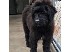 Mutt Puppy for sale in Walnut Ridge, AR, USA