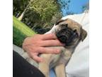 Pug Puppy for sale in Woodland Hills, CA, USA