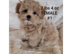 Mutt Puppy for sale in Watertown, NY, USA