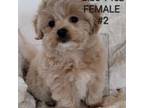 Mutt Puppy for sale in Watertown, NY, USA