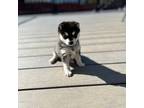 Alaskan Klee Kai Puppy for sale in Loves Park, IL, USA