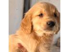 Golden Retriever Puppy for sale in Menifee, CA, USA