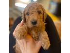 Goldendoodle Puppy for sale in Las Vegas, NV, USA
