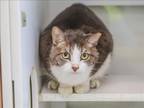 Adopt BOOSIE a Domestic Medium Hair