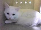 Adopt GOJO a Domestic Medium Hair