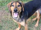 Adopt ERNIE a Black and Tan Coonhound, Mixed Breed