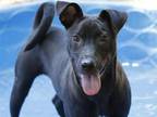 Adopt SPYRO a American Staffordshire Terrier