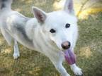 Adopt STARK a German Shepherd Dog, Mixed Breed