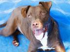 Adopt NEUTRON a Labrador Retriever, American Staffordshire Terrier