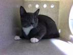 Adopt RODGER a Domestic Short Hair