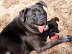 Adopt AVERY a Labrador Retriever, Mixed Breed