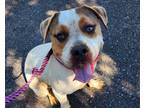 Adopt CHIPS a Mixed Breed