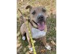 Adopt FROSTY a Mixed Breed