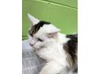 Adopt DEMETRIUS a Domestic Medium Hair