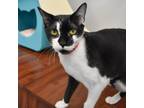 Adopt Jacques a Domestic Short Hair