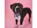 Adopt Cookie a Pit Bull Terrier