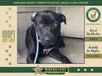 Adopt Heimdall a Mixed Breed