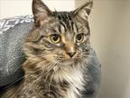 Adopt BLAZE a Domestic Long Hair