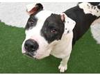 Adopt STRAY NOT AVAILABLE a American Staffordshire Terrier