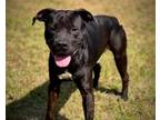 Adopt BRUCE a Pit Bull Terrier, Mixed Breed