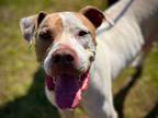 Adopt ABE a Pit Bull Terrier, Mixed Breed