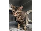 Adopt CHARLIE a Domestic Short Hair