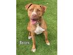 Adopt BRISCO a Pit Bull Terrier