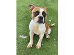 Adopt MAX a Boxer, Mixed Breed